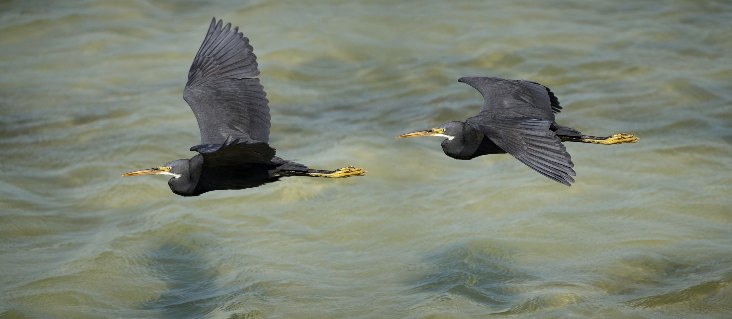 Fly couple