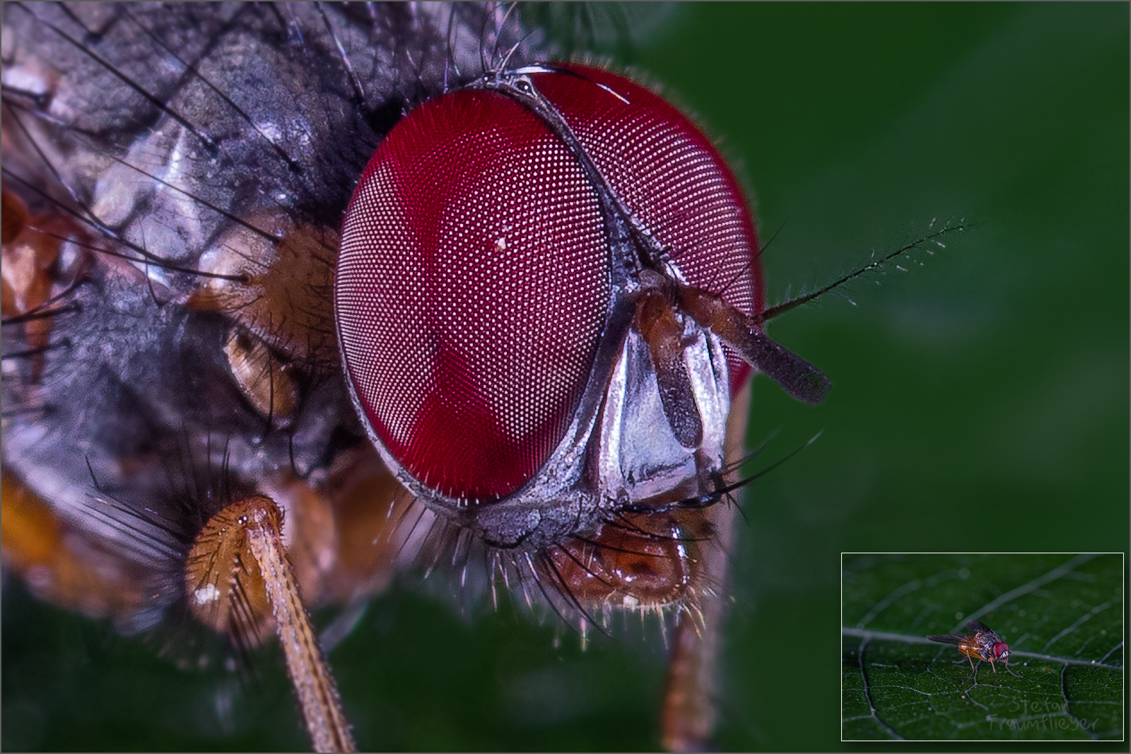 Fly-Detail