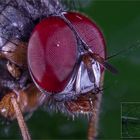 Fly-Detail