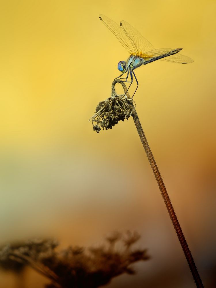 ...fly dragon fly...