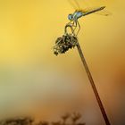 ...fly dragon fly...