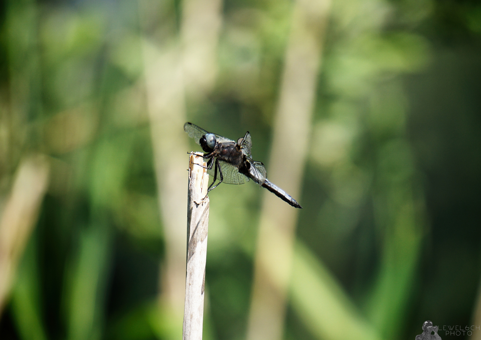 Fly Dragonfly, Fly