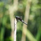 Fly Dragonfly, Fly