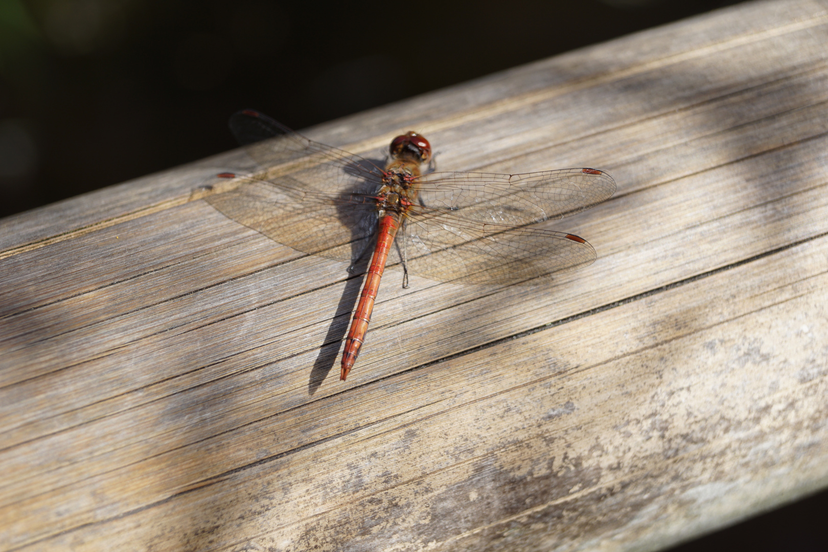 Fly Dragonfly fly