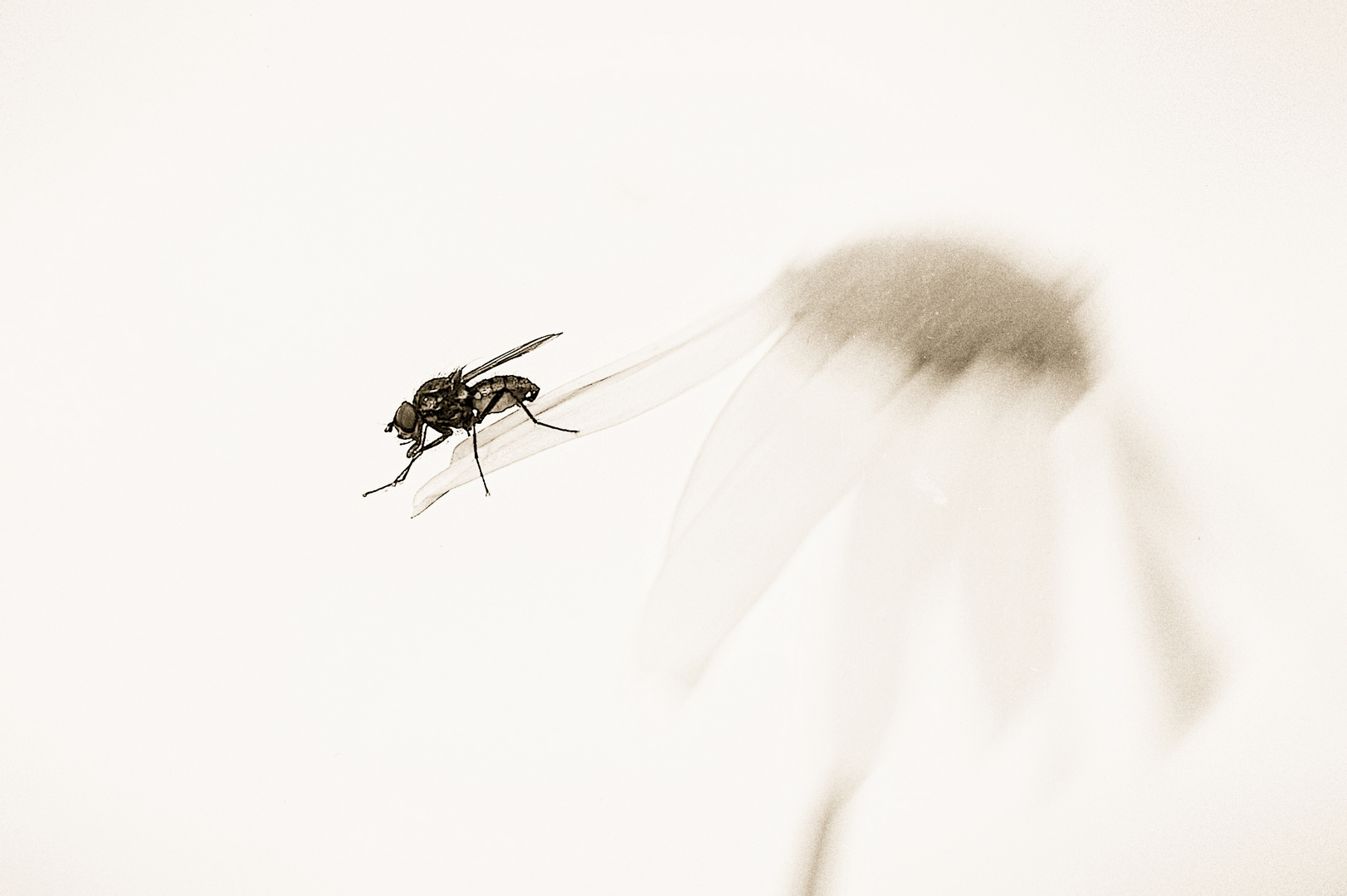 fly Foto & Bild | natur, fliegen, insekten Bilder auf fotocommunity