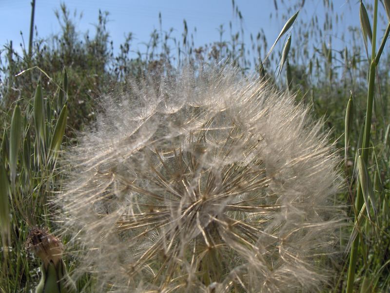 Fly flower