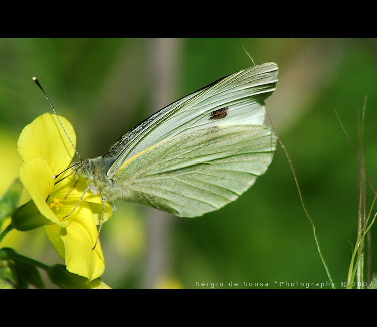 Fly... fly... butterfly...