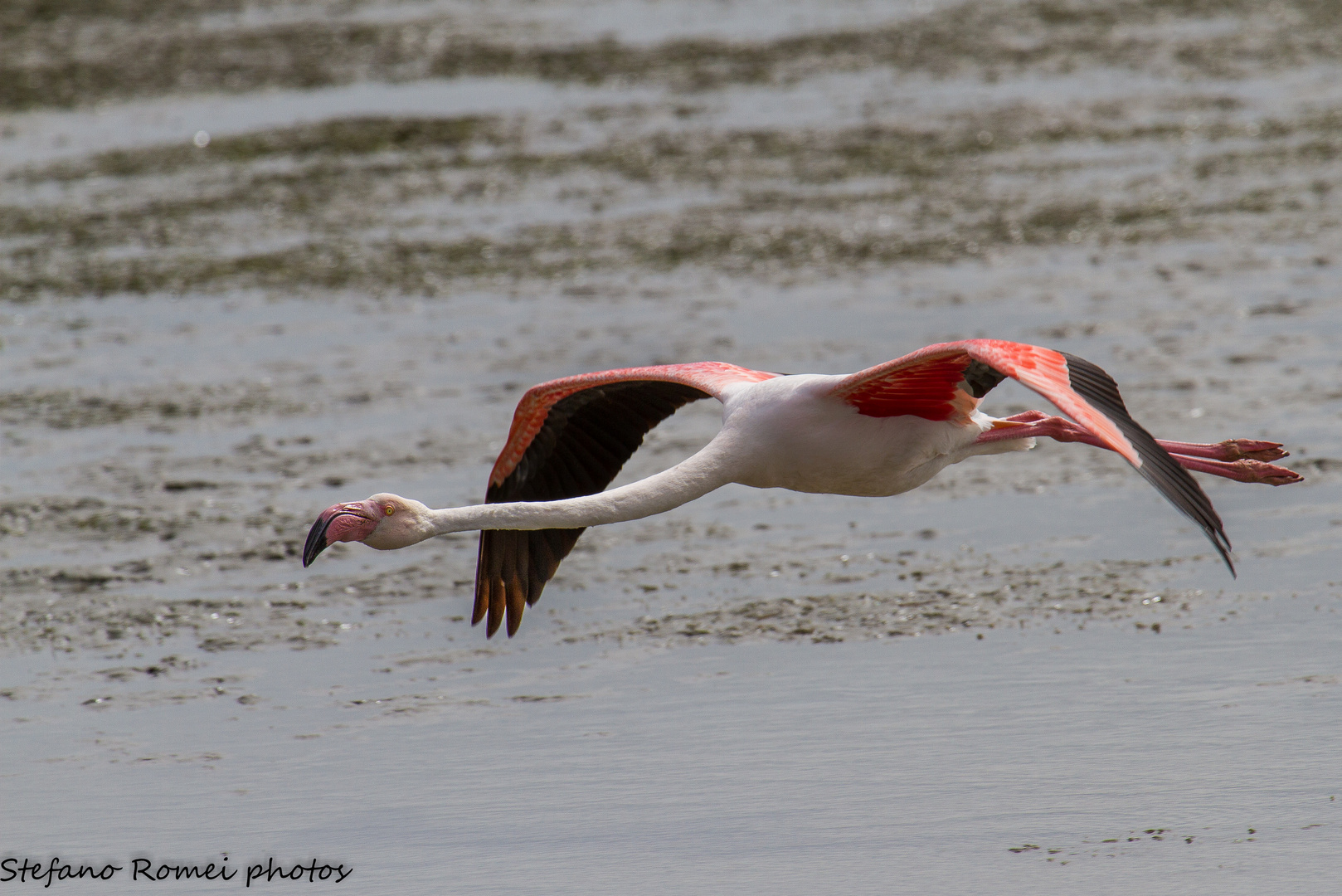 Fly Fly Flamingo