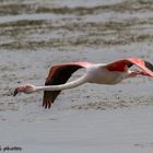 Fly Fly Flamingo