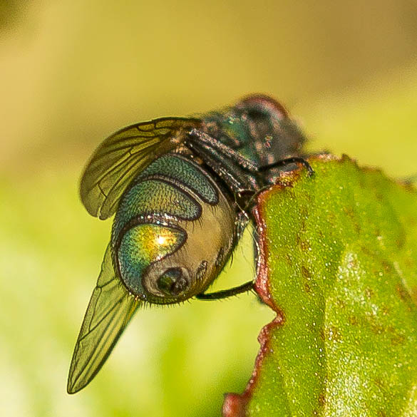 fly from behind