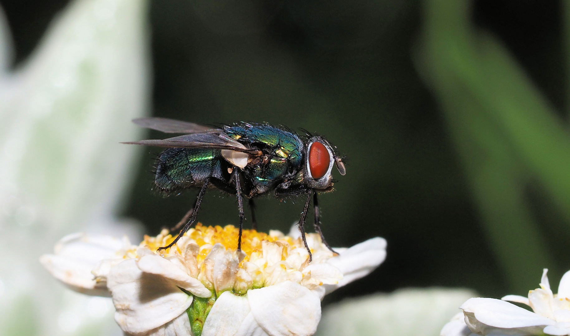 Fly hat schlecht geschlafen....rote Augen.... 