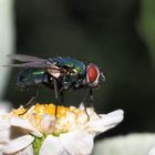 Fly hat schlecht geschlafen....rote Augen.... 