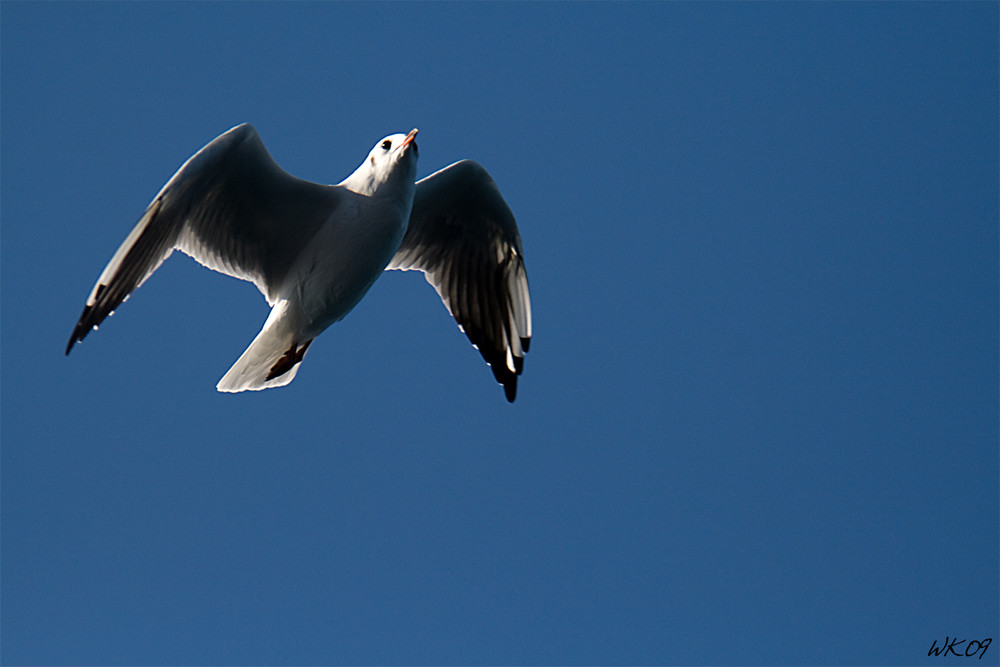 FLY HIGH - oder "Über den Wolken, muss die Freiheit wohl grenzenlos sein"