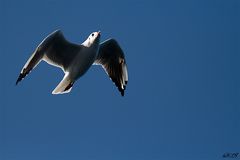 FLY HIGH - oder "Über den Wolken, muss die Freiheit wohl grenzenlos sein"