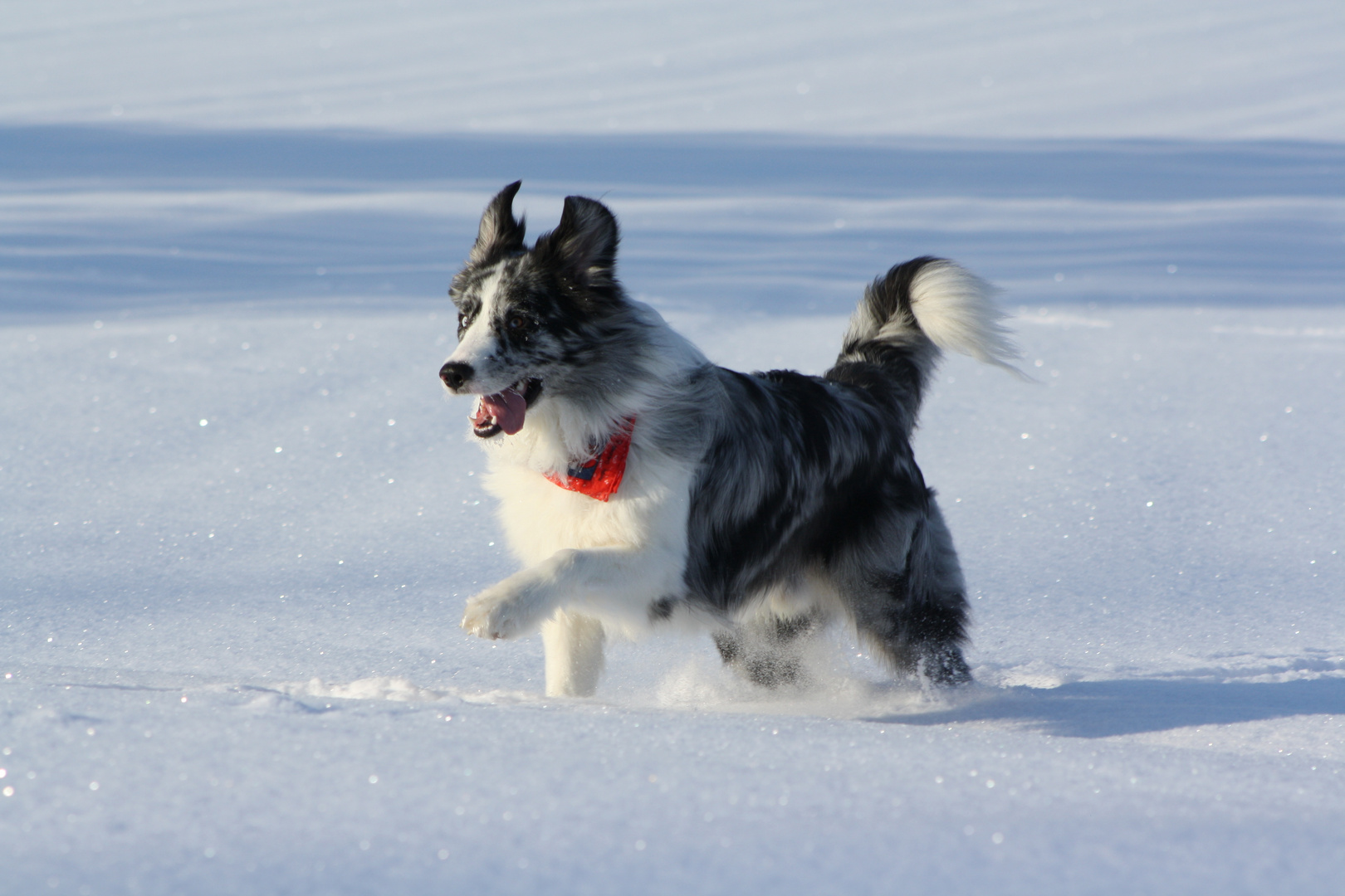 Fly im Schnee