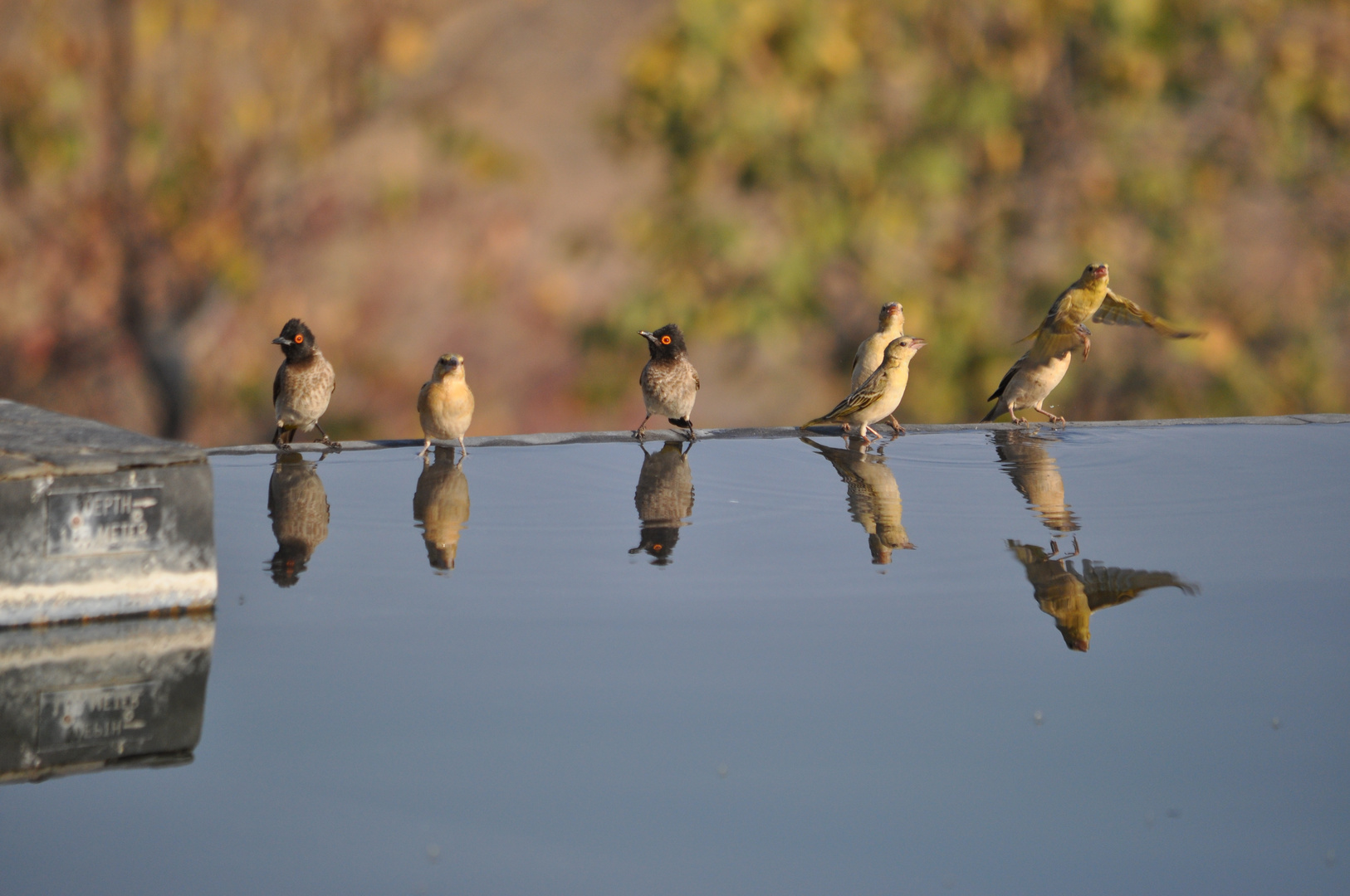 Fly-in am Pool