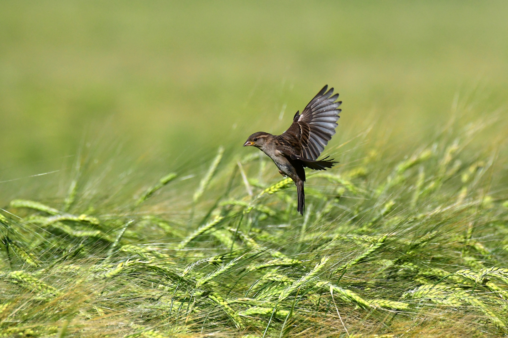 fly in Foto & Bild tiere, wildlife, wild lebende vögel Bilder auf