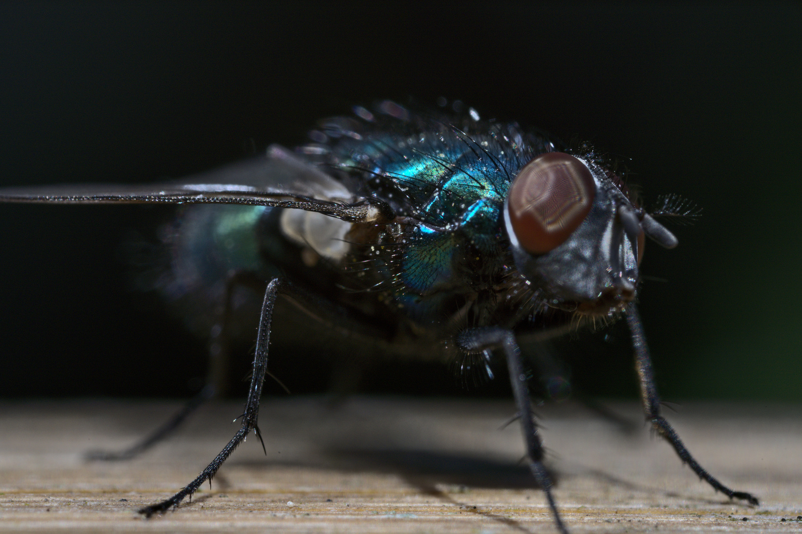 Fly in the garden