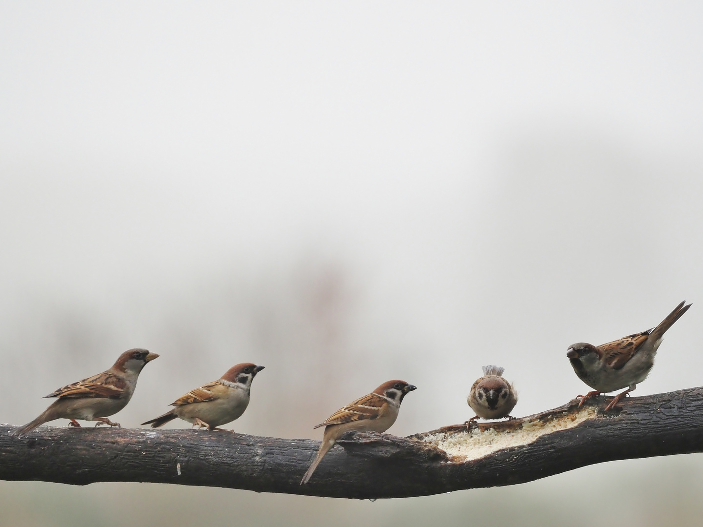 "Fly in" - Warteschlange