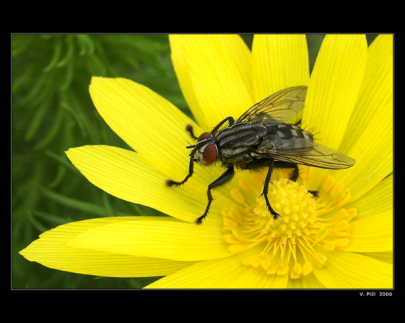 Fly in yellow