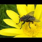Fly in yellow