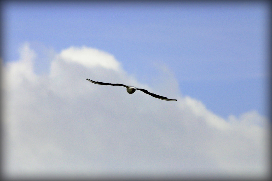 fly into the blue sky