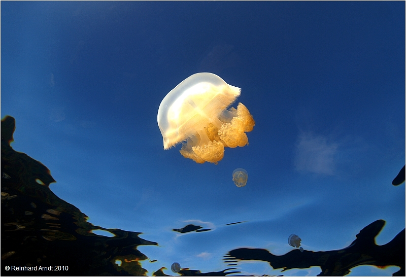 Fly, Jellyfish, fly