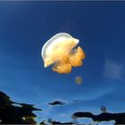 Fly, Jellyfish, fly