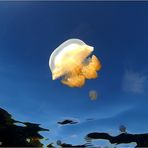 Fly, Jellyfish, fly