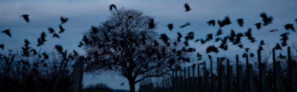 fly lige an eagle.. doch bin ich ne krähe...