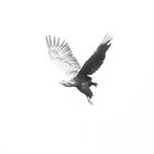 Fly like an eagle #1