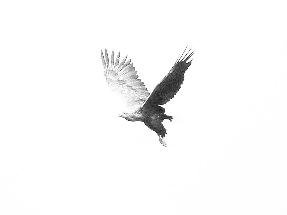 Fly like an eagle #1