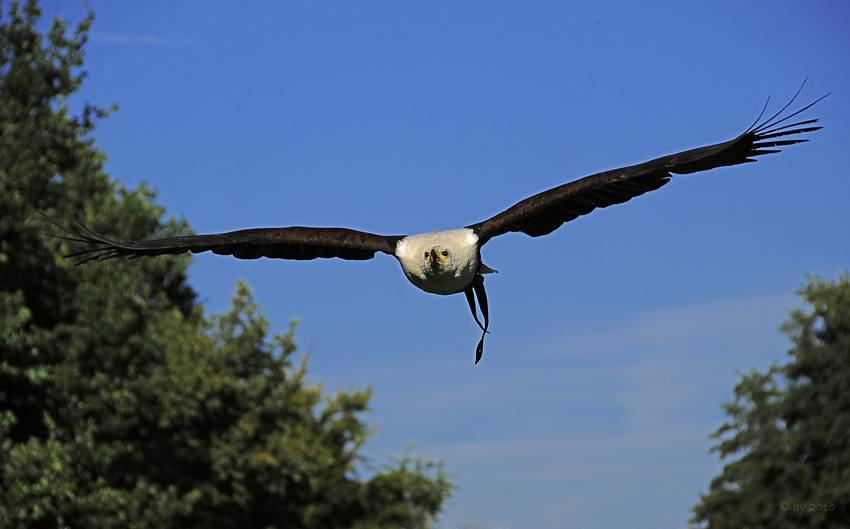 Fly like an Eagle