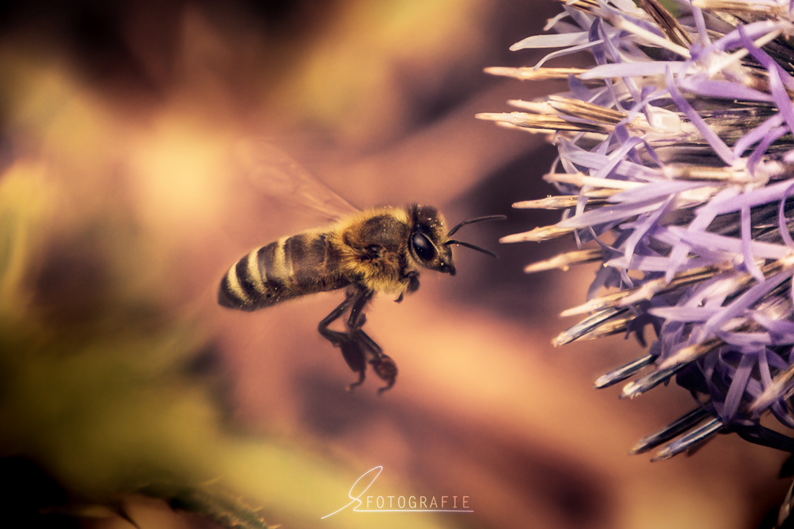 Fly little Bee