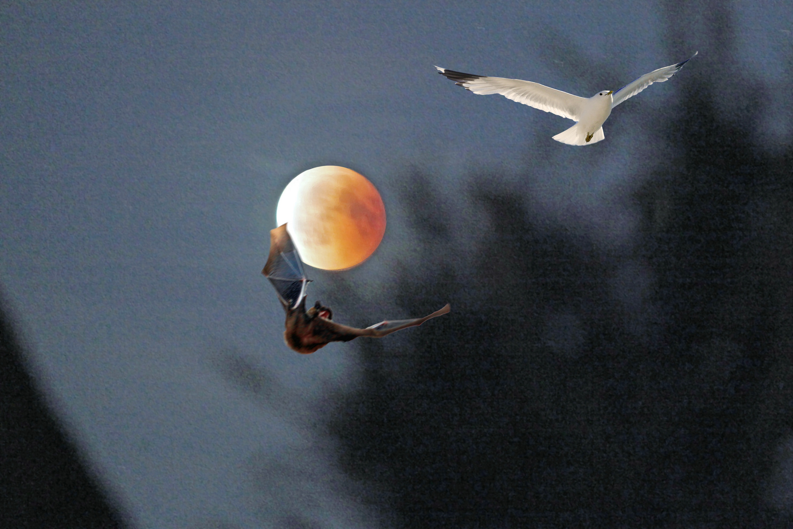 Fly me to the moon