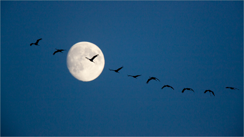 ~ fly me to the moon ~