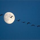 ~ fly me to the moon ~