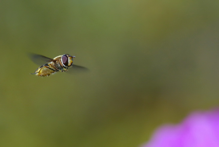 Fly (muscomorpha)