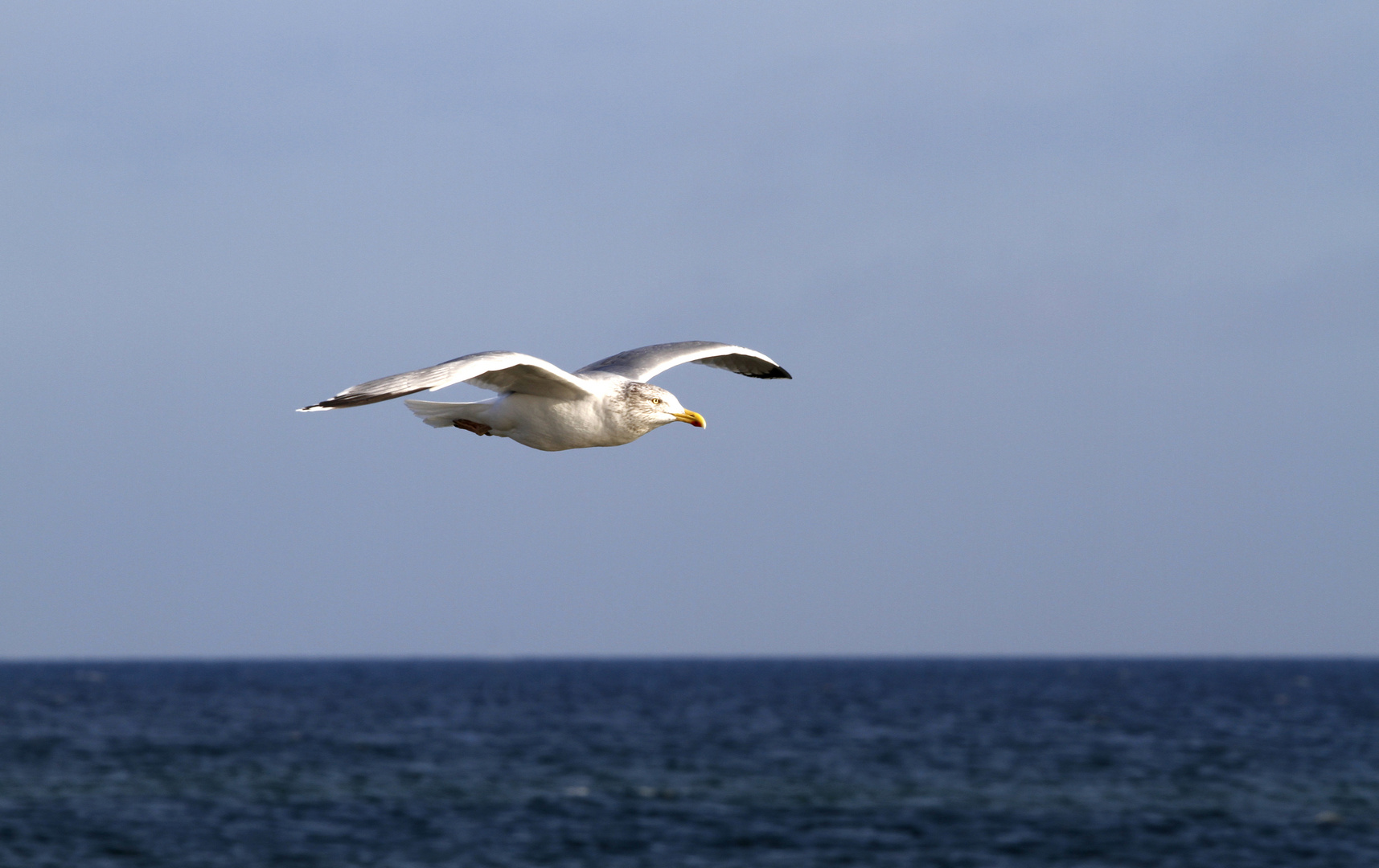 Fly of the seagull