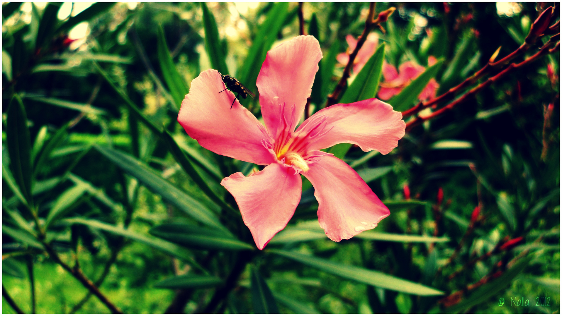 Fly on a flower