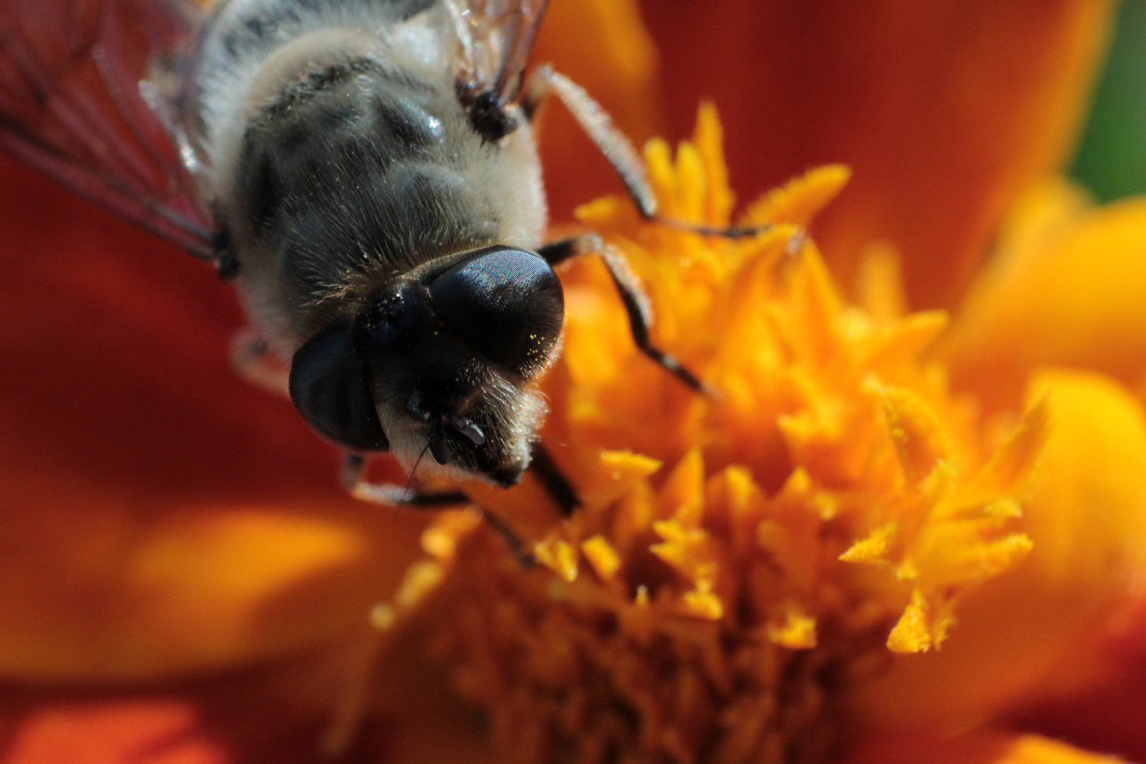 Fly on a Flower / Fliege auf einer Blume