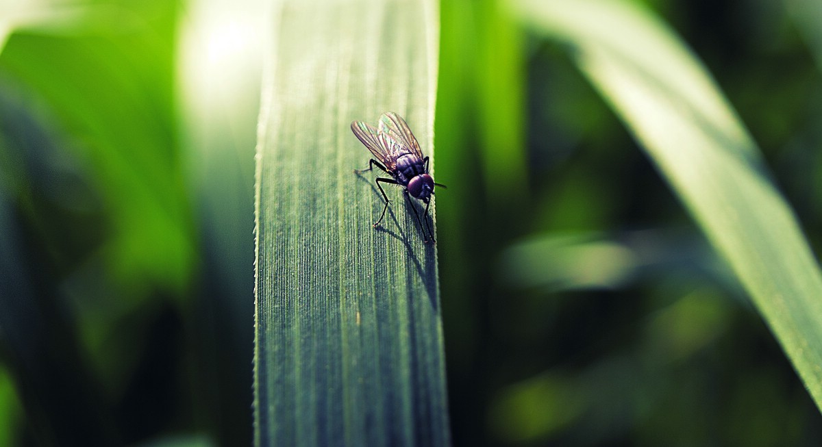 fly on a leaf