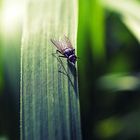 fly on a leaf