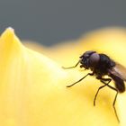 Fly on a Tulip