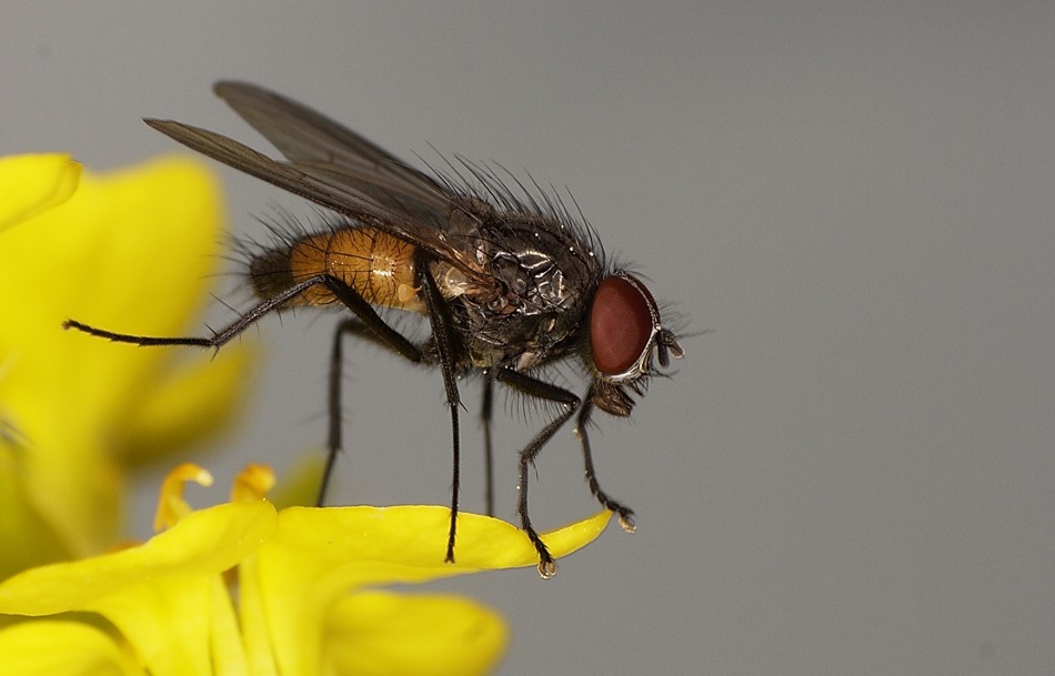 Fly on Flower