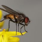 Fly on Flower