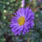 Fly on Flower