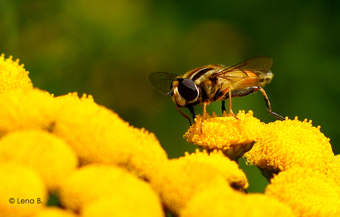 Fly on Flower