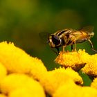 Fly on Flower