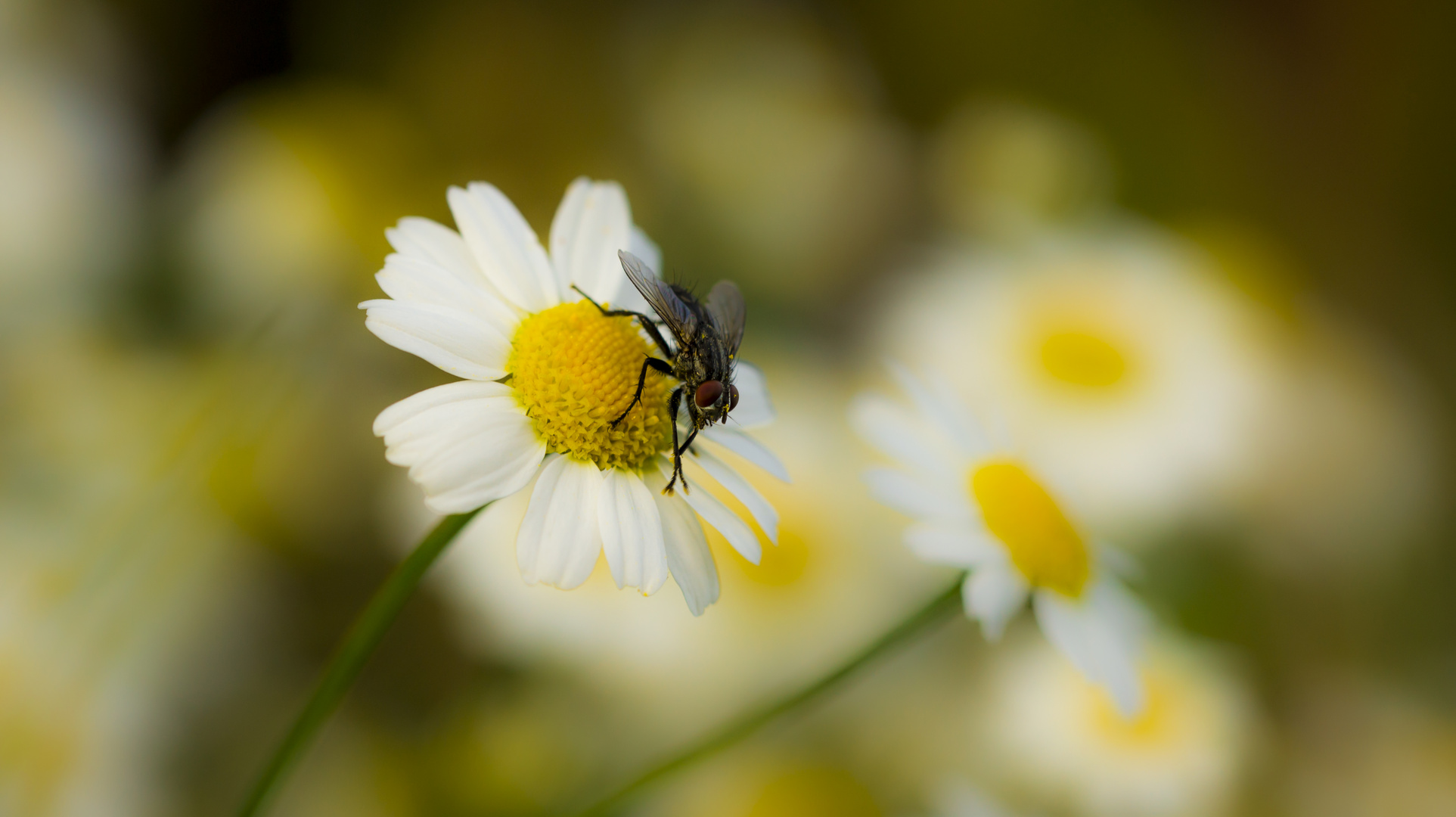 Fly on Flower